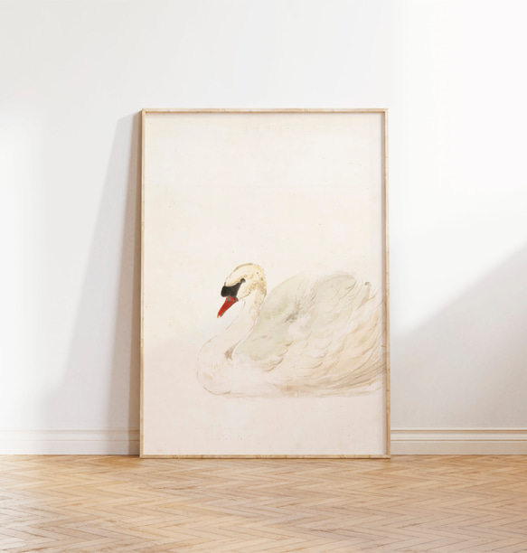白鳥 アートポスター アンティーク 水彩画 インテリア 動物画 鳥 ナチュラル ベージュ クリーム色 北欧 エレガント　 2枚目の画像