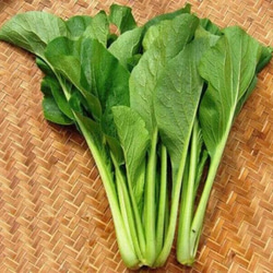 アスパラ菜　種　オーガニック　固定種　50粒 1枚目の画像