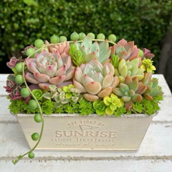 多肉植物寄せ植えセット のおすすめ人気通販 検索結果｜Creema