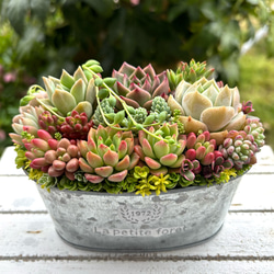 多肉植物　花月夜　抜き苗　エケベリア 花月夜 エケベリア 抜き苗 多肉植物 その他インテリア雑貨 galleryk's