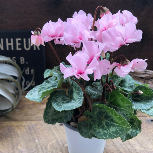 特大 シクラメン 8号 ピンク ボリューム満点です^ ^ 園芸ネット本店