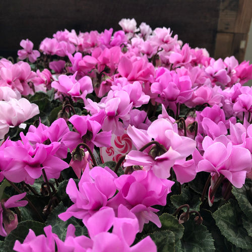 プティ ムーラン♡シクラメン♡八重咲き♡（ピンク系）3.5号ポット