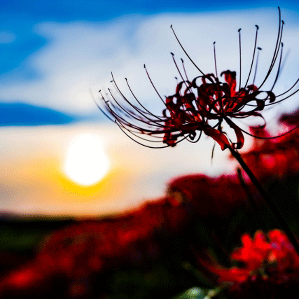 彼岸花 ネイルチップ ショート フラワー ヒガンバナ ひがんばな 短め 小さめ 夏 秋 20代 30代 40代 50代 9枚目の画像