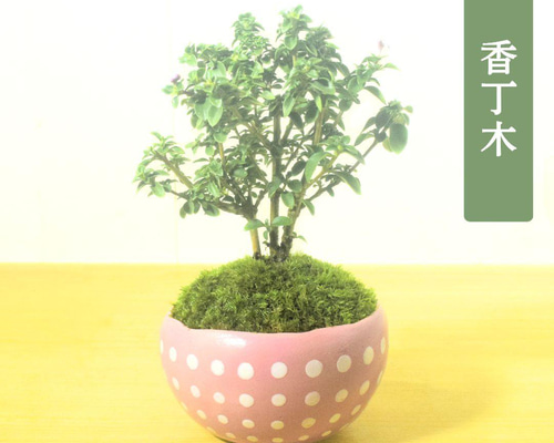 POTOCO 香丁木 紅鳥花 盆栽 観葉植物 陶器鉢 花 小品盆栽 苔玉 苔 盆栽