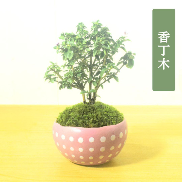 POTOCO 香丁木 紅鳥花 盆栽 観葉植物 陶器鉢 花 小品盆栽 苔玉 苔 盆栽