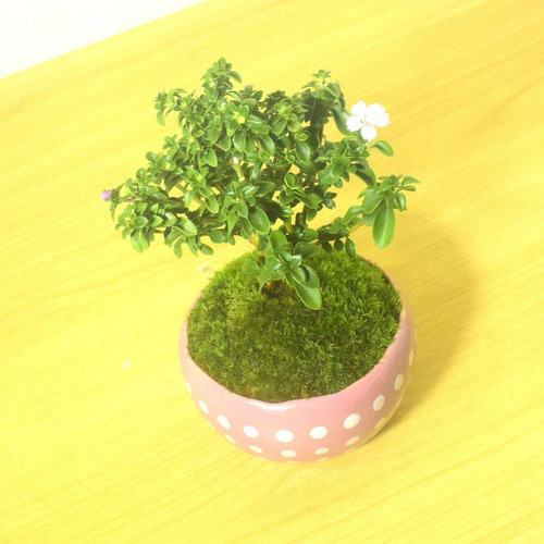 高雄香葉　盆栽鉢　小品　3個セット　レトロ　(A6) POTOCO 香丁木 紅鳥花 陶器鉢 植物 観葉植物 盆栽 豆盆栽 小品盆栽