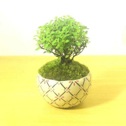 POTOCO 八房下野 シモツケ 観葉植物 陶器鉢 盆栽 豆盆栽 苔玉 ギフト