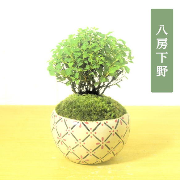 POTOCO 八房下野 シモツケ 観葉植物 陶器鉢 盆栽 豆盆栽 苔玉 ギフト