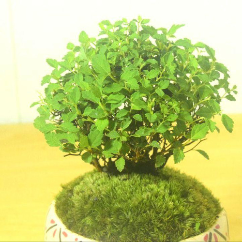 POTOCO 八房下野 シモツケ 観葉植物 陶器鉢 盆栽 豆盆栽 苔玉 ギフト