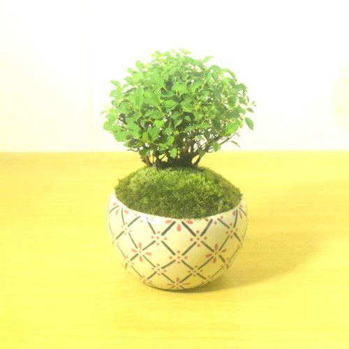 盆栽鉢　植木鉢　陶芸　園芸　盆栽 盆栽鉢｜塊根植物｜美濃焼｜和鉢｜鉢の専門店onajimi おなじみ
