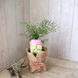 コンパクト品種♡アカシア♡テレサ♡ 9枚目の画像