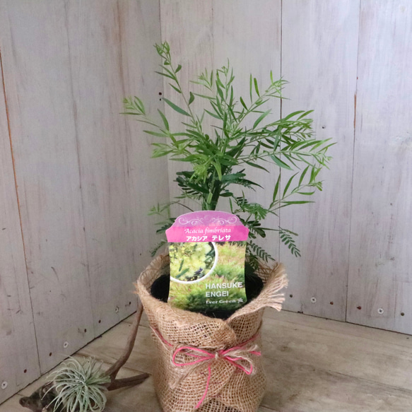 コンパクト品種♡アカシア♡テレサ♡ 13枚目の画像