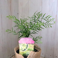 コンパクト品種♡アカシア♡テレサ♡ 7枚目の画像