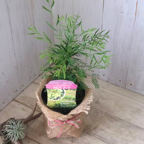 コンパクト品種♡アカシア♡テレサ♡ 10枚目の画像