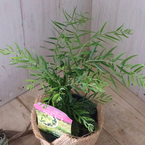 コンパクト品種♡アカシア♡テレサ♡ 5枚目の画像