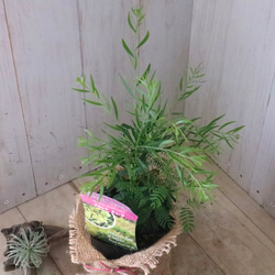 コンパクト品種♡アカシア♡テレサ♡ 12枚目の画像