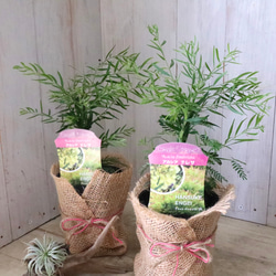 コンパクト品種♡アカシア♡テレサ♡ 2枚目の画像