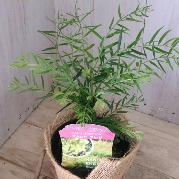 コンパクト品種♡アカシア♡テレサ♡ 3枚目の画像