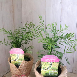レア植物♡ピメレア フィソディス♡ウエディングベル♡麻巻き