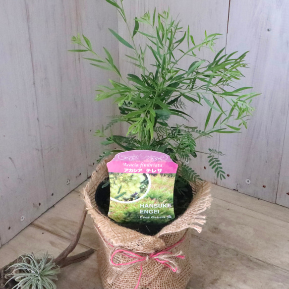コンパクト品種♡アカシア♡テレサ♡ 11枚目の画像