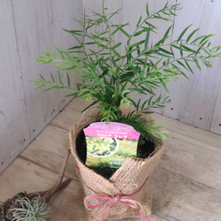 コンパクト品種♡アカシア♡テレサ♡ 4枚目の画像