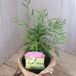 コンパクト品種♡アカシア♡テレサ♡ 8枚目の画像