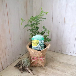 ギンヨウアカシア♡ミモザアカシア♡シンボルツリー♡ 15枚目の画像