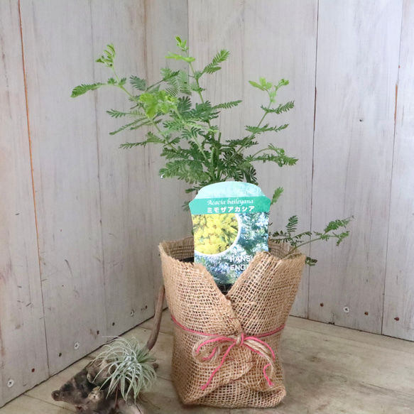 ギンヨウアカシア♡ミモザアカシア♡シンボルツリー♡ 4枚目の画像