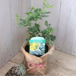 ギンヨウアカシア♡ミモザアカシア♡シンボルツリー♡ 11枚目の画像