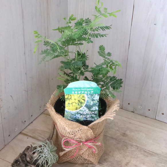 ギンヨウアカシア♡ミモザアカシア♡シンボルツリー♡ 11枚目の画像