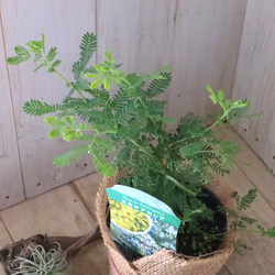 ギンヨウアカシア♡ミモザアカシア♡シンボルツリー♡ 6枚目の画像