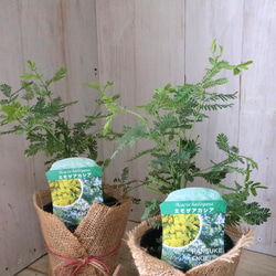 ギンヨウアカシア♡ミモザアカシア♡シンボルツリー♡ 1枚目の画像