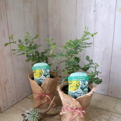 ギンヨウアカシア♡ミモザアカシア♡シンボルツリー♡ 2枚目の画像