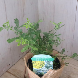 ギンヨウアカシア♡ミモザアカシア♡シンボルツリー♡ 8枚目の画像