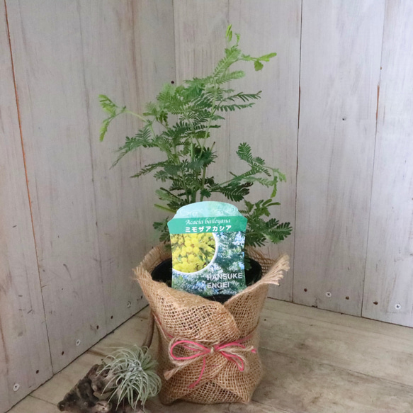 ギンヨウアカシア♡ミモザアカシア♡シンボルツリー♡ 14枚目の画像