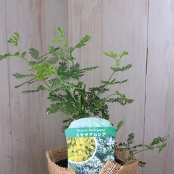 ギンヨウアカシア♡ミモザアカシア♡シンボルツリー♡ 5枚目の画像