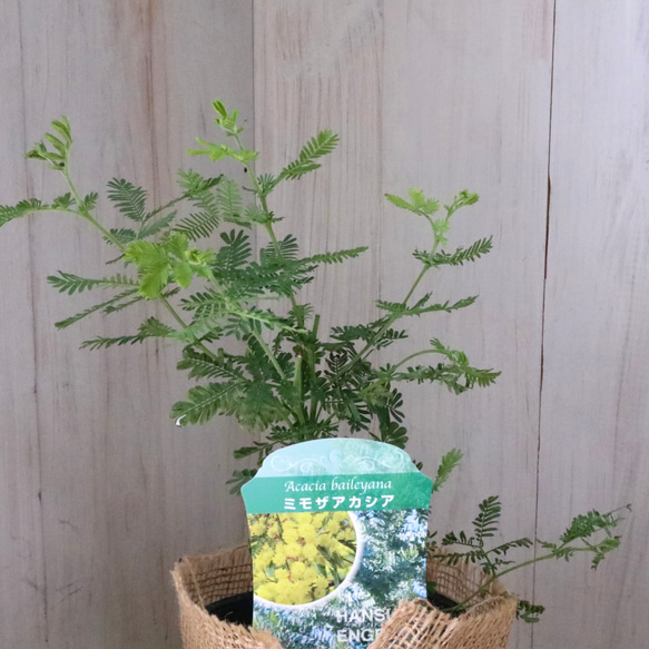 ギンヨウアカシア♡ミモザアカシア♡シンボルツリー♡ 5枚目の画像