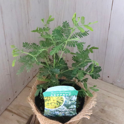 ギンヨウアカシア♡ミモザアカシア♡シンボルツリー♡ 9枚目の画像