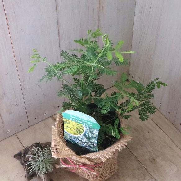 ギンヨウアカシア♡ミモザアカシア♡シンボルツリー♡ 10枚目の画像