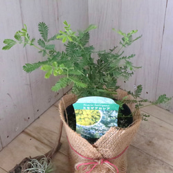 ギンヨウアカシア♡ミモザアカシア♡シンボルツリー♡ 3枚目の画像