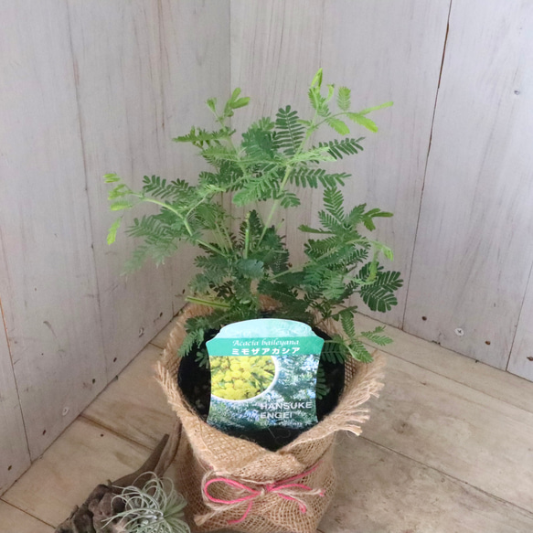 ギンヨウアカシア♡ミモザアカシア♡シンボルツリー♡ 12枚目の画像