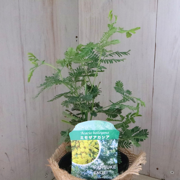 ギンヨウアカシア♡ミモザアカシア♡シンボルツリー♡ 13枚目の画像