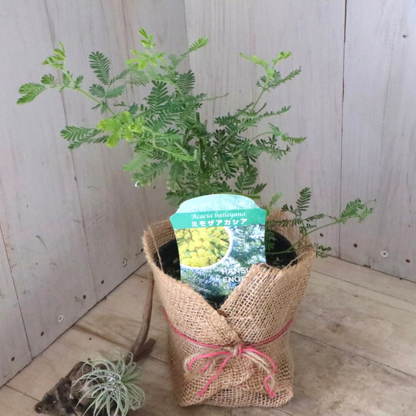 ギンヨウアカシア♡ミモザアカシア♡シンボルツリー♡ 7枚目の画像