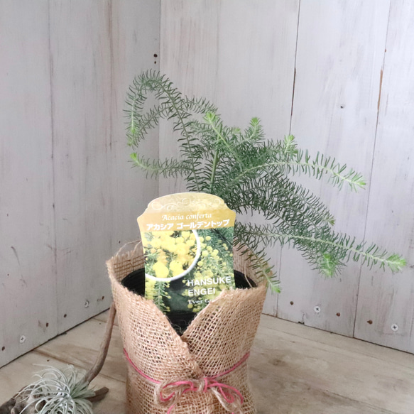 アカシア♡ゴールデントップ♡シンボルツリー♡ 13枚目の画像