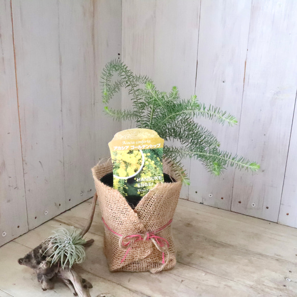 アカシア♡ゴールデントップ♡シンボルツリー♡ 15枚目の画像