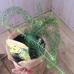 アカシア♡ゴールデントップ♡シンボルツリー♡ 10枚目の画像