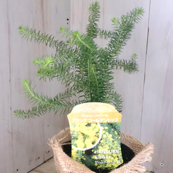 アカシア♡ゴールデントップ♡シンボルツリー♡ 7枚目の画像