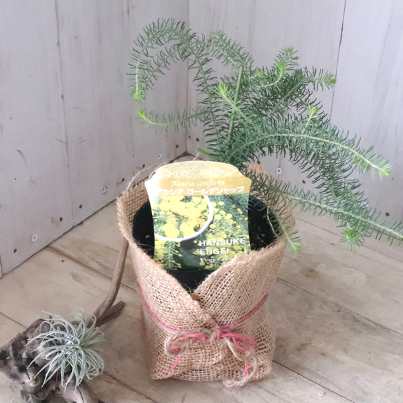 アカシア♡ゴールデントップ♡シンボルツリー♡ 12枚目の画像