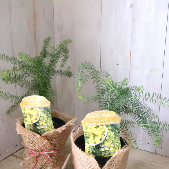 アカシア♡ゴールデントップ♡シンボルツリー♡ 1枚目の画像