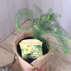 アカシア♡ゴールデントップ♡シンボルツリー♡ 9枚目の画像